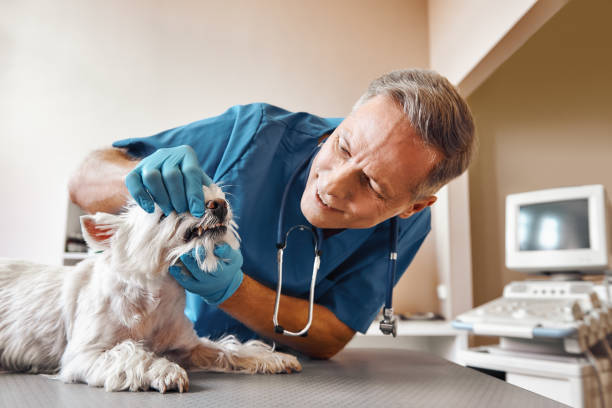 Best Emergency Broken Tooth Repair in Spirit Lake, IA